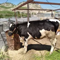 گوساله ماده نژاد هلشتاین