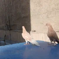 جفت زرد دم سفید پاچکمه