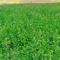 یونجه خرمن‌کوب بدون علف خشک