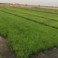 زمین چهار هکتاری