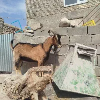 آلپاین بهترین نژاد برای نگه داشت