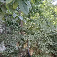 باغ-ویلا-جنگلی-سند-ملکی-امتیازات-کامل-کاهو