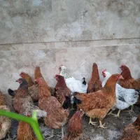 مرغ تخم گذار جوان