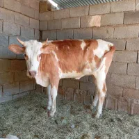 گوساله
