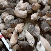 فروش بلدرچین