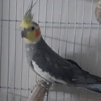 عروس هلندی سخنگو نر