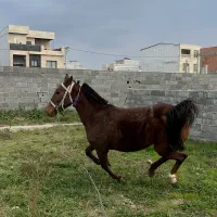 اسب مادیان