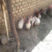مرغ|حیوانات مزرعه|خزل, |دیوار