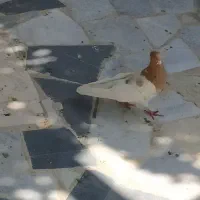 کبوتر شازده