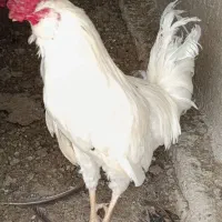دو عدد خروس گلین جوان خوش تیپ مخصوص پای مرغ