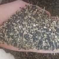 بذر پیازچه