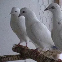 کبوتر پتی واله