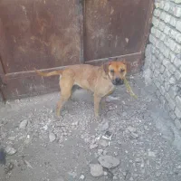 واگذاری پیتبول