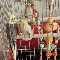 یک جفت عروس هلندی