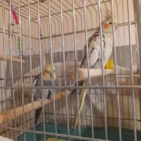 عروس هلندی نروماده‌تخم‌کرده‌جوجه‌داده‌تقریباسخن‌گو