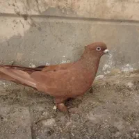 دو عدد کفتر نر سرخ