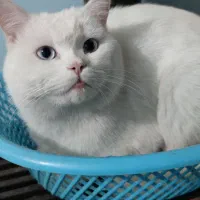گربه نر پرشین کلاسیک چشم آبی یخی برای جفتگیری