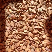 تخمه هندوانه پر مغز بدون پوچی