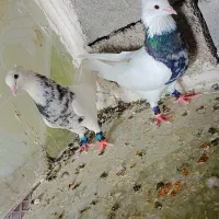 کبوتر|پرنده|دهدشت, |دیوار