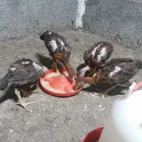 هشت عدد جوجه لاری