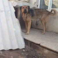 واگذاری سگ پژدر