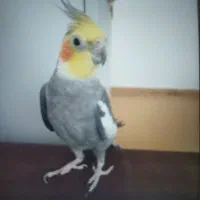 عروس هلندی نر