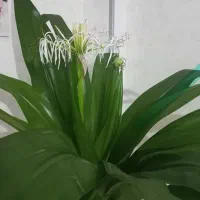 گل اشک ملکه