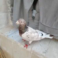 نرسرور همدانی