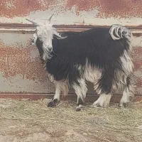 کهره نر|حیوانات مزرعه|جنت, |دیوار