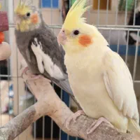 جفت عروس هلندی سرحال