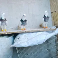 کبوتر رنگه  علی خلیلی