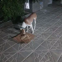 سگ ماده