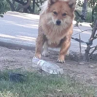سگ پامر