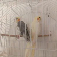 یک جفت عروس هلندی