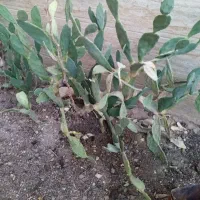 درخت کاکتوس