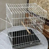 باکس خرگوش و پرنده