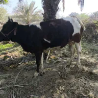 گاو هلشتاین با گوساله نر