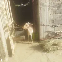 بزشیردار