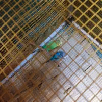 مرغ عشق جفت‌و‌تک و قفس