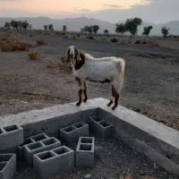 چپشت فروشی