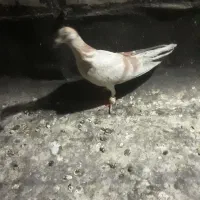 کبوتر هفرنگ