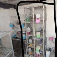 جفتگاه کبوتر