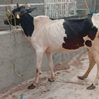 گاو آبستن سیاه‌چال