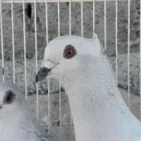 کفتر کبوتر شامی