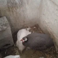 مرغ شاخدار نروماده تخم گذار