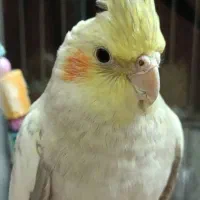 یک جفت عروس هلندی هفت ماهه