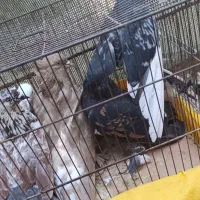کبوتر