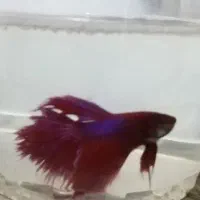 ماهی فایتر،کف خوار،گوپی،پایه اکواریوم