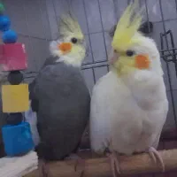عروس هلندی نر و ماده