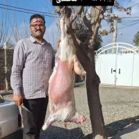 قصابی و گوسفند فروشی